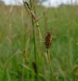 ostřice oddálená <i>(Carex distans)</i> / Květ/Květenství