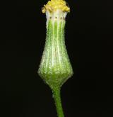 starček lesní <i>(Senecio sylvaticus)</i> / Květ/Květenství