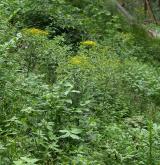Bylinná vegetace pasek a narušovaných stanovišť v lesním prostředí <i>(Fragarion vescae)</i> / Porost