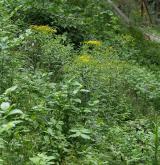 Bylinná vegetace pasek a narušovaných stanovišť v lesním prostředí <i>(Fragarion vescae)</i>