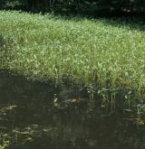 Vegetace mohutných bažinných bylin v periodicky vysychajících vodách <i>(Eleocharito palustris-Sagittarion sagittifoliae)</i>