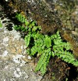 sleziník nepravý <i>(Asplenium adulterinum)</i> / Habitus