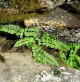 sleziník nepravý <i>(Asplenium adulterinum)</i> / Habitus