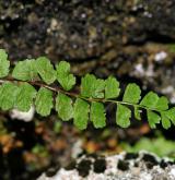 sleziník nepravý <i>(Asplenium adulterinum)</i> / List