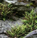 sleziník nepravý <i>(Asplenium adulterinum)</i> / Detail porostu