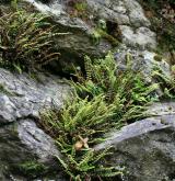 sleziník nepravý <i>(Asplenium adulterinum)</i> / Detail porostu