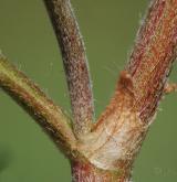 kozinec vičencovitý <i>(Astragalus onobrychis)</i> / Ostatní