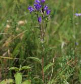 zvonek klubkatý <i>(Campanula glomerata)</i> / Habitus