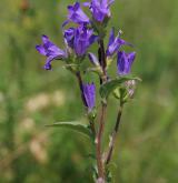 zvonek klubkatý <i>(Campanula glomerata)</i> / Květ/Květenství