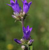 zvonek klubkatý <i>(Campanula glomerata)</i> / Květ/Květenství