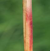 ostřice ostrá  <i>(Carex acutiformis)</i> / Ostatní