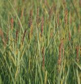 ostřice ostrá  <i>(Carex acutiformis)</i> / Habitus