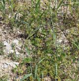 Teplomilná plevelová vegetace obilných polí na bazických půdách <i>(Caucalidion lappulae)</i> / Porost