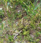 Teplomilná plevelová vegetace obilných polí na bazických půdách <i>(Caucalidion lappulae)</i> / Detail porostu