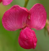 hrachor hlíznatý <i>(Lathyrus tuberosus)</i> / Květ/Květenství
