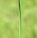 česnek hranatý <i>(Allium angulosum)</i> / List