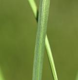 česnek hranatý <i>(Allium angulosum)</i>