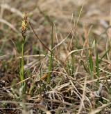 ostřice jarní <i>(Carex caryophyllea)</i> / Habitus