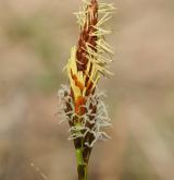 ostřice jarní <i>(Carex caryophyllea)</i> / Květ/Květenství