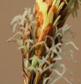 ostřice jarní <i>(Carex caryophyllea)</i> / Květ/Květenství