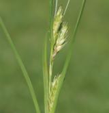 ostřice žitná <i>(Carex secalina)</i> / Květ/Květenství