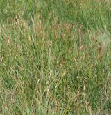 ostřice oddálená <i>(Carex distans)</i> / Habitus