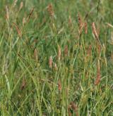 ostřice oddálená <i>(Carex distans)</i> / Habitus