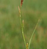 ostřice oddálená <i>(Carex distans)</i> / Květ/Květenství