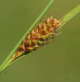 ostřice oddálená <i>(Carex distans)</i> / Květ/Květenství