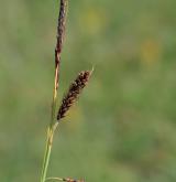 ostřice flacca <i>(Carex flacca)</i> / Květ/Květenství