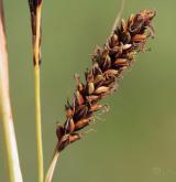 ostřice flacca <i>(Carex flacca)</i> / Květ/Květenství