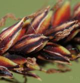 ostřice flacca <i>(Carex flacca)</i> / Květ/Květenství