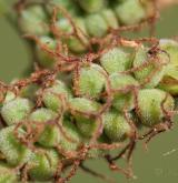 ostřice plstnatá <i>(Carex tomentosa)</i> / Květ/Květenství