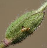 rožec nízký <i>(Cerastium pumilum)</i> / List
