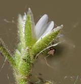 rožec nízký <i>(Cerastium pumilum)</i> / Květ/Květenství
