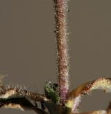 rožec nízký <i>(Cerastium pumilum)</i> / Stonek