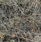 rožec nízký <i>(Cerastium pumilum)</i> / Porost
