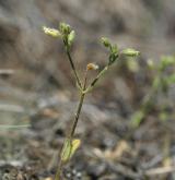 rožec nízký <i>(Cerastium pumilum)</i>