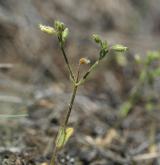 rožec nízký <i>(Cerastium pumilum)</i> / Habitus