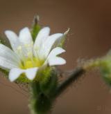 rožec nízký <i>(Cerastium pumilum)</i>