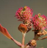 pryšec mnohobarvý <i>(Euphorbia epithymoides)</i>