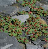 pryšec poléhavý <i>(Euphorbia humifusa)</i> / Habitus