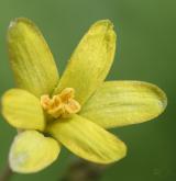 křivatec žlutý <i>(Gagea lutea)</i> / Květ/Květenství