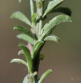 kručinka chlupatá <i>(Genista pilosa)</i>