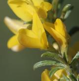 kručinka chlupatá <i>(Genista pilosa)</i>