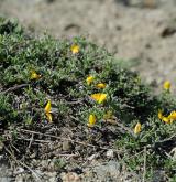 kručinka chlupatá <i>(Genista pilosa)</i>