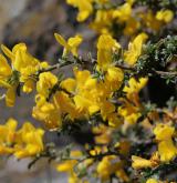 kručinka chlupatá <i>(Genista pilosa)</i> / Habitus