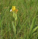 kosatec různobarvý <i>(Iris variegata)</i> / Habitus