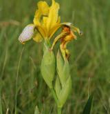 kosatec různobarvý <i>(Iris variegata)</i> / Květ/Květenství