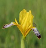 kosatec různobarvý <i>(Iris variegata)</i> / Květ/Květenství